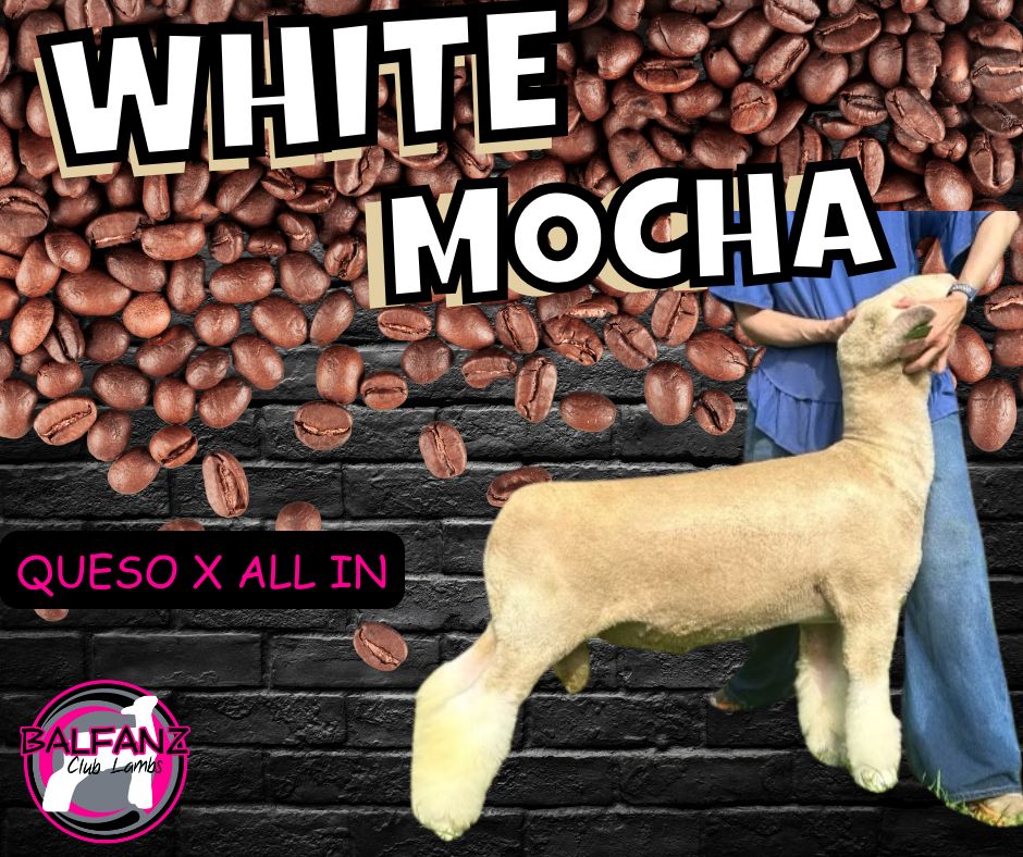 White Mocha